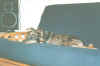 kiwi3-2000-05-12.jpg (26313 bytes)
