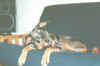 kiwi4-2000-05-12.jpg (26042 bytes)